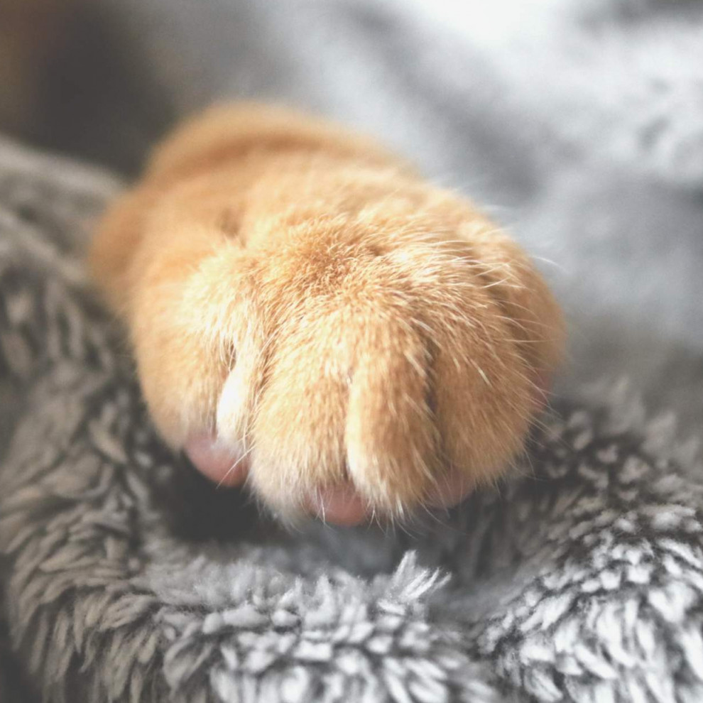 selective photo of brown pet paw 1440406